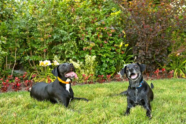 /Images/uploads/Humane Society of Utah/HSUCalendar/entries/844thumb.jpg